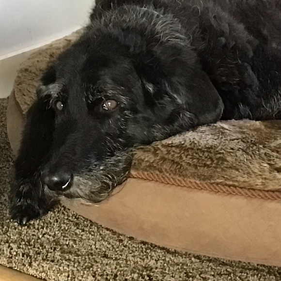 Meet your Posher, Lorna - Picture 1 of 1